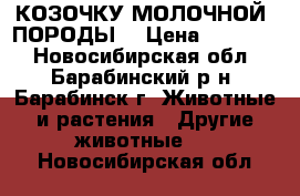 КОЗОЧКУ МОЛОЧНОЙ  ПОРОДЫ. › Цена ­ 2.500. - Новосибирская обл., Барабинский р-н, Барабинск г. Животные и растения » Другие животные   . Новосибирская обл.